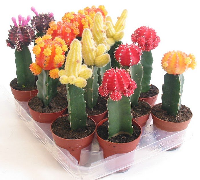 Щеплення кактусів в домашніх умовах Щеплення кактусів в домашніх умовах