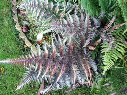 Види папоротей і догляд за ними Види папоротей і догляд за ними