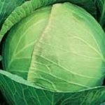 Характеристика кращих сортів капусти Характеристика кращих сортів капусти