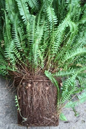 Пересадка папороті. Грунт для папороті