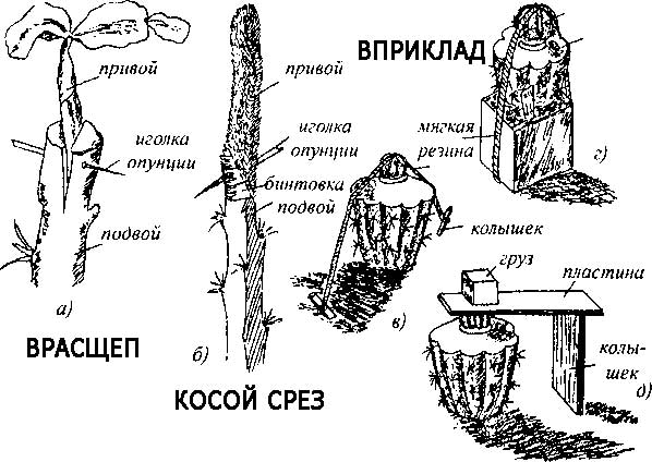 Щеплення кактусів в домашніх умовах Щеплення кактусів в домашніх умовах