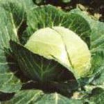 Характеристика кращих сортів капусти Характеристика кращих сортів капусти