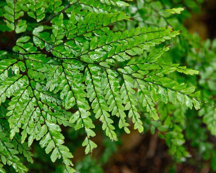 Види папоротей і догляд за ними Види папоротей і догляд за ними