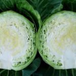 Характеристика кращих сортів капусти Характеристика кращих сортів капусти