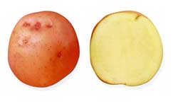 Найкращі сорти картоплі – характеристика Найкращі сорти картоплі – характеристика