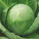 Характеристика кращих сортів капусти Характеристика кращих сортів капусти
