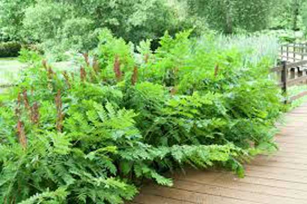 Види папоротей і догляд за ними Види папоротей і догляд за ними