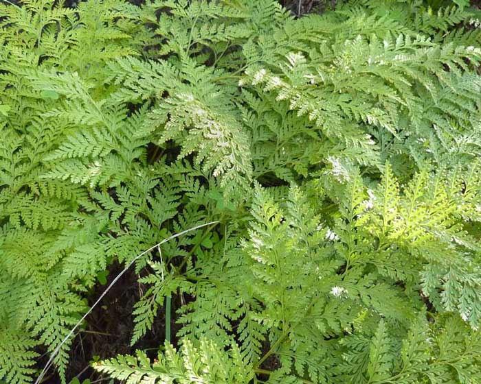 Види папоротей і догляд за ними Види папоротей і догляд за ними