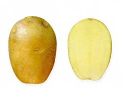 Найкращі сорти картоплі – характеристика Найкращі сорти картоплі – характеристика