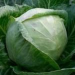 Характеристика кращих сортів капусти Характеристика кращих сортів капусти