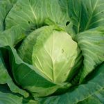 Характеристика кращих сортів капусти Характеристика кращих сортів капусти