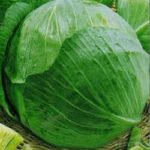 Характеристика кращих сортів капусти Характеристика кращих сортів капусти