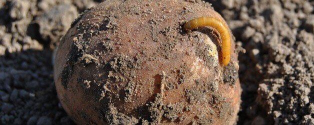 Хвороби і шкідники картоплі та захист від них