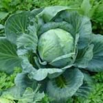 Характеристика кращих сортів капусти Характеристика кращих сортів капусти