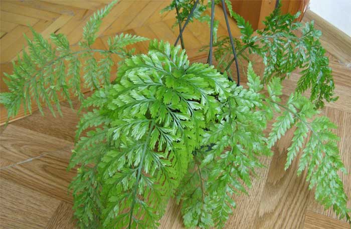 Види папоротей і догляд за ними Види папоротей і догляд за ними