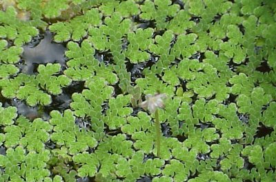 Папороті. Види папоротей
