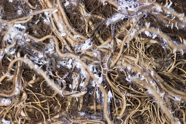 Хвороби та шкідники папороті з фото та описом