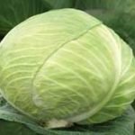 Характеристика кращих сортів капусти Характеристика кращих сортів капусти