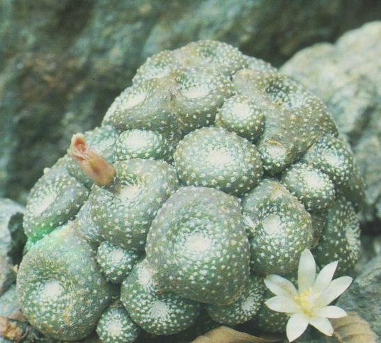 Кактуси – незвичайні рослини Кактуси – незвичайні рослини