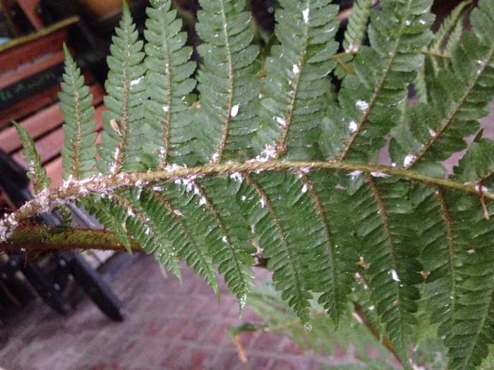 Хвороби та шкідники папороті з фото та описом
