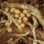 Хвороби і шкідники картоплі та захист від них