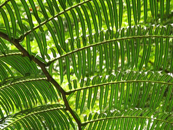 Види папоротей і догляд за ними Види папоротей і догляд за ними