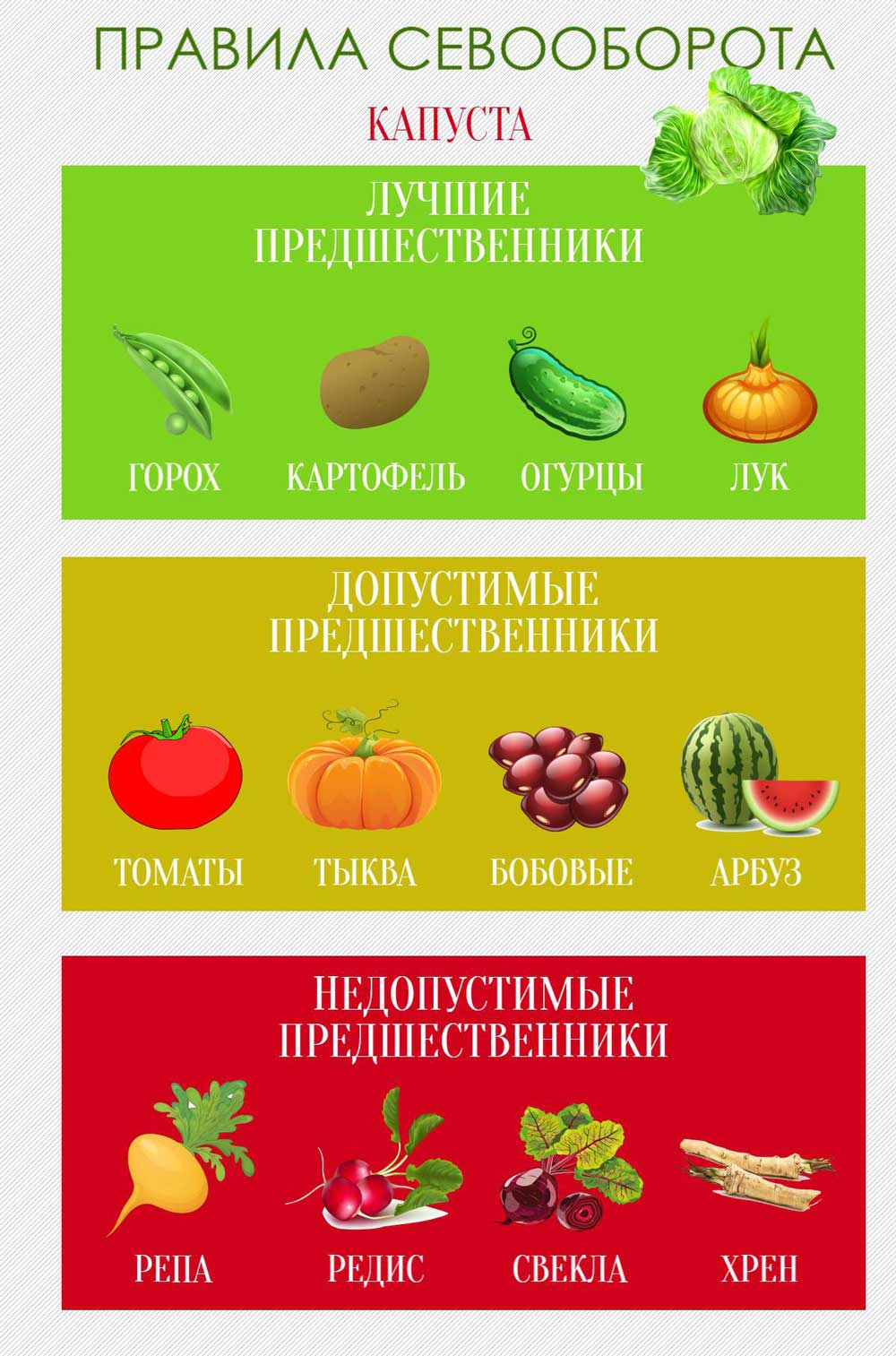 Як, коли і де садити капусту? Як, коли і де садити капусту?