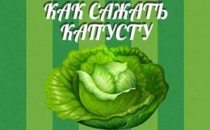 Як, коли і де садити капусту?