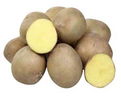 Найкращі сорти картоплі – характеристика Найкращі сорти картоплі – характеристика