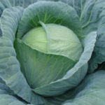 Характеристика кращих сортів капусти Характеристика кращих сортів капусти