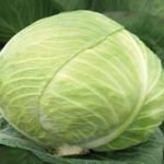 Характеристика кращих сортів капусти Характеристика кращих сортів капусти