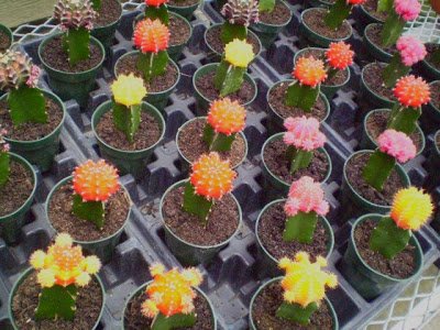 Щеплення кактусів в домашніх умовах Щеплення кактусів в домашніх умовах