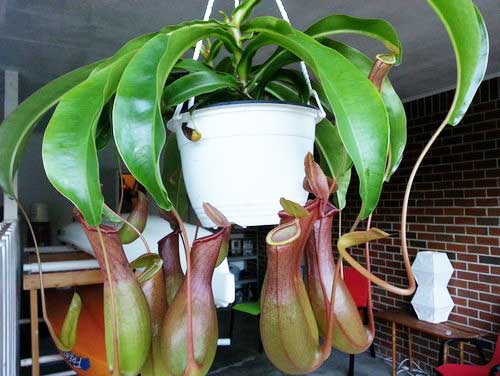 Непентес – вирощування і догляд в домашніх умовах