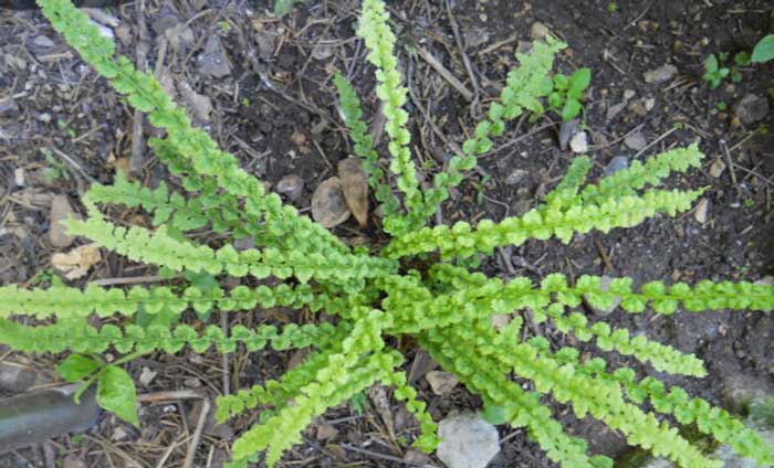 Види папоротей і догляд за ними Види папоротей і догляд за ними