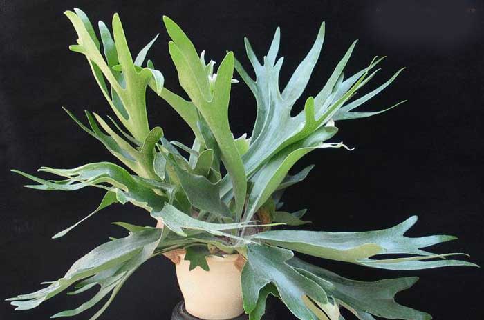 Види папоротей і догляд за ними Види папоротей і догляд за ними