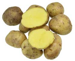 Найкращі сорти картоплі – характеристика Найкращі сорти картоплі – характеристика