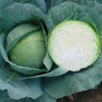 Характеристика кращих сортів капусти Характеристика кращих сортів капусти