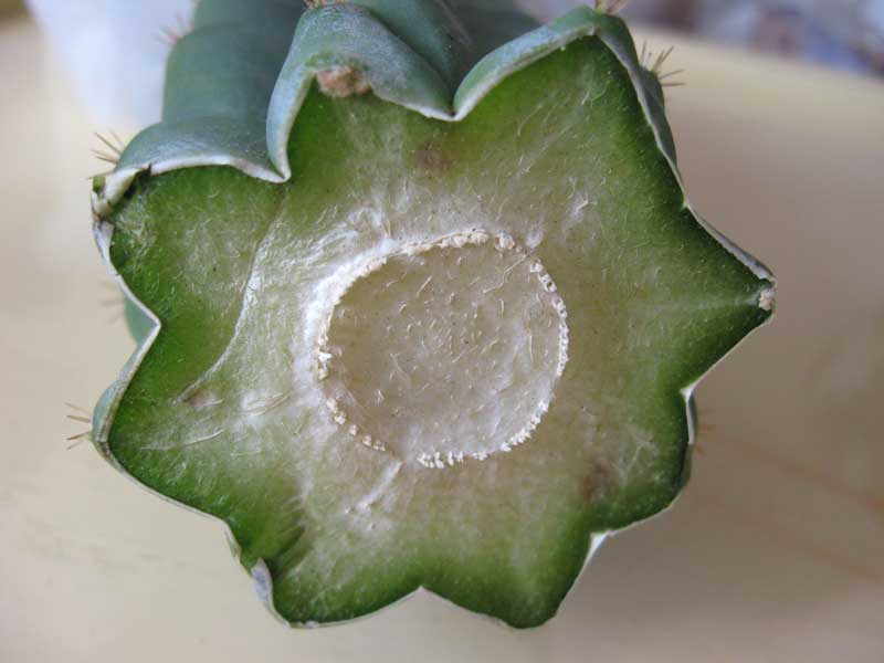 Розмноження кактусів в домашніх умовах «дітками» і живцюванням Розмноження кактусів в домашніх умовах «дітками» і живцюванням