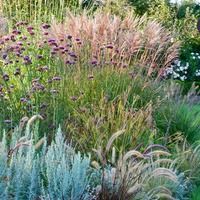 Міскантус в дизайні ланшафтном Міскантус в дизайні ланшафтном