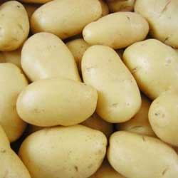 Найкращі сорти картоплі – характеристика Найкращі сорти картоплі – характеристика