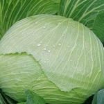 Характеристика кращих сортів капусти Характеристика кращих сортів капусти