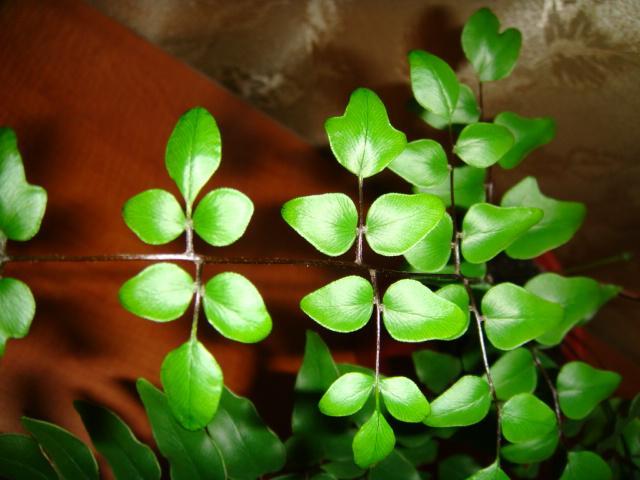 Види папоротей і догляд за ними Види папоротей і догляд за ними