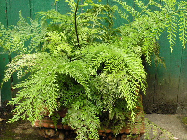 Види папоротей і догляд за ними Види папоротей і догляд за ними