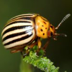 Хвороби і шкідники картоплі та захист від них