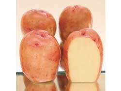 Найкращі сорти картоплі – характеристика Найкращі сорти картоплі – характеристика