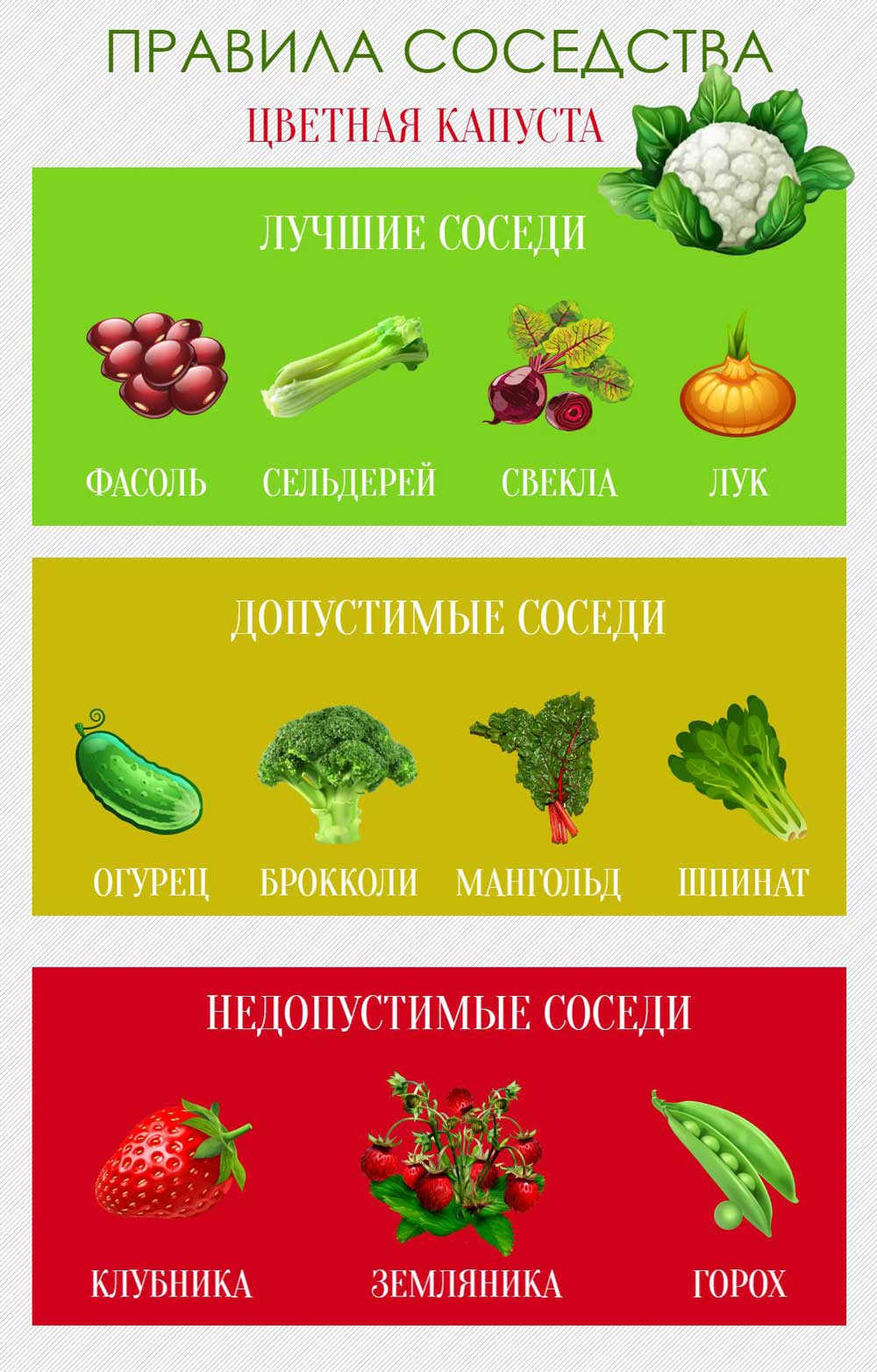 Цвітна капуста – найкращі сусіди по грядці