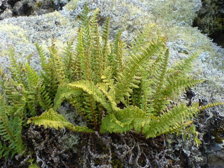 Види папоротей і догляд за ними Види папоротей і догляд за ними