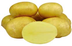 Найкращі сорти картоплі – характеристика Найкращі сорти картоплі – характеристика