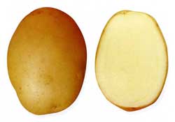 Найкращі сорти картоплі – характеристика Найкращі сорти картоплі – характеристика