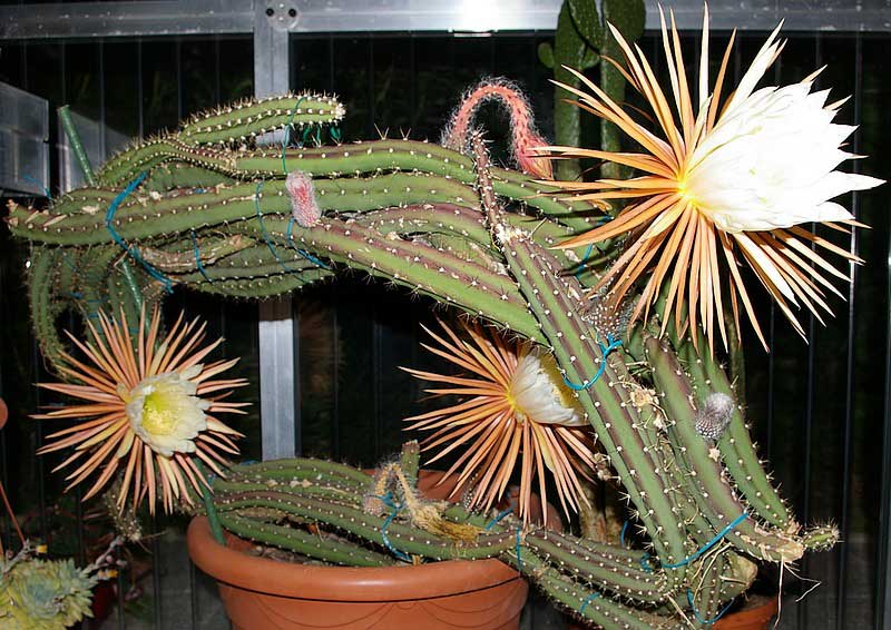 Кактуси – незвичайні рослини Кактуси – незвичайні рослини